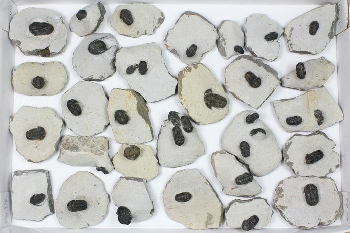 Lot: Bargain Gerastos Trilobite Fossils - Pieces #84620
